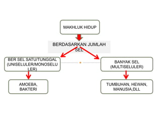 MAKHLUK HIDUP
BANYAK SEL
(MULTISELULER)
BER SEL SATU/TUNGGAL
(UNISELULER/MONOSELU
LER)
BERDASARKAN JUMLAH
SEL
AMOEBA,
BAKTERI
TUMBUHAN, HEWAN,
MANUSIA,DLL
 