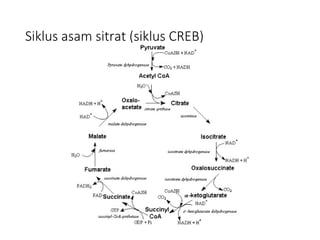 Air Rrrr kuliah-5-kimia-vitamin-larut-airrrrr.ppt