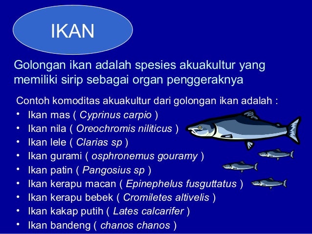 950 Koleksi Contoh Komoditas Ikan Air Laut Terbaik