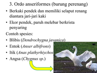 3. Ordo anseriformes (burung perenang)
• Berkaki pendek dan memiliki selaput renang
diantara jari-jari kaki
• Ekor pendek, paruh melebar berkrista
penyaring
Contoh spesies:
• Blibis (Dendrochygna javanica)
• Entok (Anser albifrons)
• Itik (Anas plathyrhiychos)
• Angsa (Chygnus sp.)
 