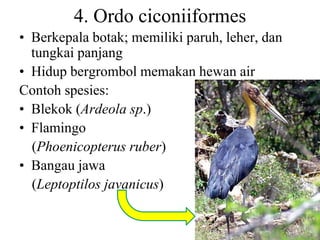 4. Ordo ciconiiformes
• Berkepala botak; memiliki paruh, leher, dan
tungkai panjang
• Hidup bergrombol memakan hewan air
Contoh spesies:
• Blekok (Ardeola sp.)
• Flamingo
(Phoenicopterus ruber)
• Bangau jawa
(Leptoptilos javanicus)
 