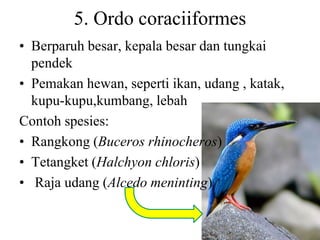 5. Ordo coraciiformes
• Berparuh besar, kepala besar dan tungkai
pendek
• Pemakan hewan, seperti ikan, udang , katak,
kupu-kupu,kumbang, lebah
Contoh spesies:
• Rangkong (Buceros rhinocheros)
• Tetangket (Halchyon chloris)
• Raja udang (Alcedo meninting)
 