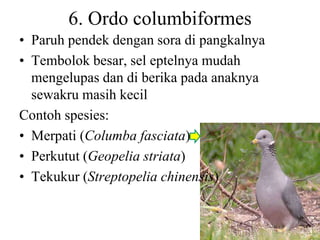 6. Ordo columbiformes
• Paruh pendek dengan sora di pangkalnya
• Tembolok besar, sel eptelnya mudah
mengelupas dan di berika pada anaknya
sewakru masih kecil
Contoh spesies:
• Merpati (Columba fasciata)
• Perkutut (Geopelia striata)
• Tekukur (Streptopelia chinensis)
 