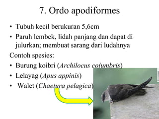 7. Ordo apodiformes
• Tubuh kecil berukuran 5,6cm
• Paruh lembek, lidah panjang dan dapat di
julurkan; membuat sarang dari ludahnya
Contoh spesies:
• Burung koibri (Archilocus columbris)
• Lelayag (Apus appinis)
• Walet (Chaetura pelagica)
 