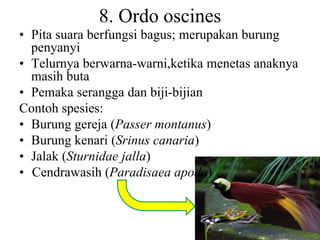8. Ordo oscines
• Pita suara berfungsi bagus; merupakan burung
penyanyi
• Telurnya berwarna-warni,ketika menetas anaknya
masih buta
• Pemaka serangga dan biji-bijian
Contoh spesies:
• Burung gereja (Passer montanus)
• Burung kenari (Srinus canaria)
• Jalak (Sturnidae jalla)
• Cendrawasih (Paradisaea apoda)
 