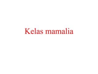 Kelas mamalia
 