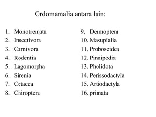1. Monotremata
2. Insectivora
3. Carnivora
4. Rodentia
5. Lagomorpha
6. Sirenia
7. Cetacea
8. Chiroptera
9. Dermoptera
10. Masupialia
11. Proboscidea
12. Pinnipedia
13. Pholidota
14. Perissodactyla
15. Artiodactyla
16. primata
Ordomamalia antara lain:
 