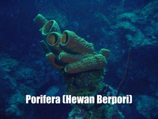 Porifera (Hewan Berpori)
 