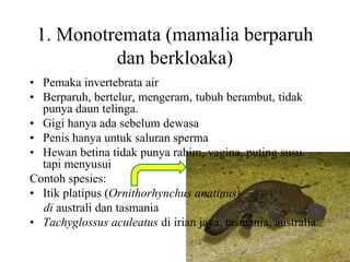 1. Monotremata (mamalia berparuh
dan berkloaka)
• Pemaka invertebrata air
• Berparuh, bertelur, mengeram, tubuh berambut, tidak
punya daun telinga.
• Gigi hanya ada sebelum dewasa
• Penis hanya untuk saluran sperma
• Hewan betina tidak punya rahim, vagina, puting susu
tapi menyusui
Contoh spesies:
• Itik platipus (Ornithorhynchus anatinus)
di australi dan tasmania
• Tachyglossus aculeatus di irian jaya, tasmania, australia
 