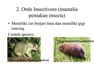 2. Ordo Insectivora (mamalia
pemakan insecta)
• Memiliki ciri berjari lima dan memiliki gigi
runcing
Contoh spesies:
Tikus pohon (Tupaia javanica)
Tikus kesturi (Crocidura bru
 