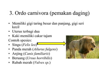 3. Ordo carnivora (pemakan daging)
• Memiliki gigi taring besar dan panjang, gigi seri
kecil
• Uterus terbagi dua
• Kaki memiliki cakar tajam
Contoh spesies:
• Singa (Felis leo)
• Panda merah (Ailurus fulgens)
• Anjing (Canis familiaris)
• Beruang (Ursus horribilis)
• Rubah merah (Vulves sp.)
 