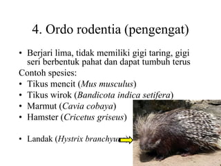 4. Ordo rodentia (pengengat)
• Berjari lima, tidak memiliki gigi taring, gigi
seri berbentuk pahat dan dapat tumbuh terus
Contoh spesies:
• Tikus mencit (Mus musculus)
• Tikus wirok (Bandicota indica setifera)
• Marmut (Cavia cobaya)
• Hamster (Cricetus griseus)
• Landak (Hystrix branchyura)
 