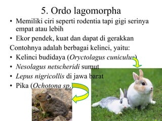 5. Ordo lagomorpha
• Memiliki ciri seperti rodentia tapi gigi serinya
empat atau lebih
• Ekor pendek, kuat dan dapat di gerakkan
Contohnya adalah berbagai kelinci, yaitu:
• Kelinci budidaya (Oryctolagus cuniculus)
• Nesolagus netscheridi sumut
• Lepus nigricollis di jawa barat
• Pika (Ochotona sp.)
 