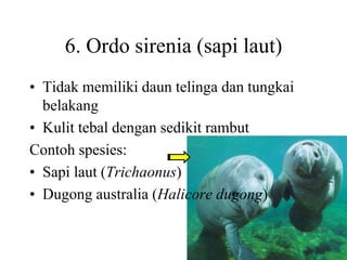 6. Ordo sirenia (sapi laut)
• Tidak memiliki daun telinga dan tungkai
belakang
• Kulit tebal dengan sedikit rambut
Contoh spesies:
• Sapi laut (Trichaonus)
• Dugong australia (Halicore dugong)
 