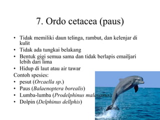 7. Ordo cetacea (paus)
• Tidak memiliki daun telinga, rambut, dan kelenjar di
kulit
• Tidak ada tungkai belakang
• Bentuk gigi semua sama dan tidak berlapis emailjari
lebih dari lima
• Hidup di laut atau air tawar
Contoh spesies:
• pesut (Orcaella sp.)
• Paus (Balaenoptera borealis)
• Lumba-lumba (Prodelphinus malayanus)
• Dolpin (Delphinus dellphis)
 