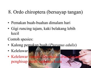 8. Ordo chiroptera (bersayap tangan)
• Pemakan buah-buahan dimalam hari
• Gigi runcing tajam, kaki belakang lebih
kecil
Contoh spesies:
• Kalong pemakan buah (Pteropus edulis)
• Kelelawar (Myotis sp.)
• Kelelawar vampir (Desmodus draculae),
penghisap darah sapi atau kuda
 