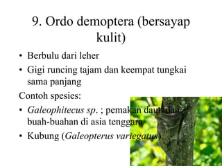 9. Ordo demoptera (bersayap
kulit)
• Berbulu dari leher
• Gigi runcing tajam dan keempat tungkai
sama panjang
Contoh spesies:
• Galeophitecus sp. ; pemakan daun dan
buah-buahan di asia tenggara
• Kubung (Galeopterus variegatus)
 