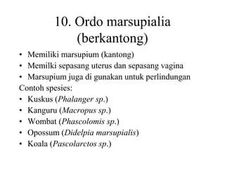 10. Ordo marsupialia
(berkantong)
• Memiliki marsupium (kantong)
• Memilki sepasang uterus dan sepasang vagina
• Marsupium juga di gunakan untuk perlindungan
Contoh spesies:
• Kuskus (Phalanger sp.)
• Kanguru (Macropus sp.)
• Wombat (Phascolomis sp.)
• Opossum (Didelpia marsupialis)
• Koala (Pascolarctos sp.)
 