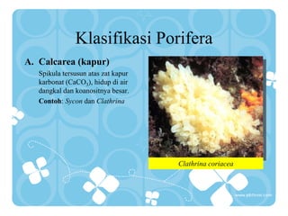 Klasifikasi Porifera
A. Calcarea (kapur)
Spikula tersusun atas zat kapur
karbonat (CaCO3), hidup di air
dangkal dan koanositnya besar.
Contoh: Sycon dan Clathrina
Clathrina coriacea
 
