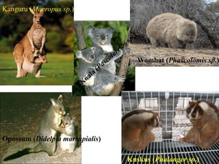 Kuskus (Phalanger sp.)
Wombat (Phascolomis sp.)
Kanguru (Macropus sp.)
Opossum (Didelpia marsupialis)
 