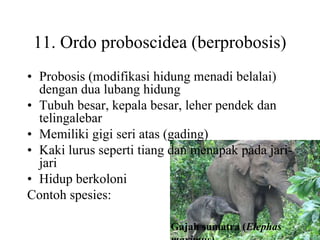 11. Ordo proboscidea (berprobosis)
• Probosis (modifikasi hidung menadi belalai)
dengan dua lubang hidung
• Tubuh besar, kepala besar, leher pendek dan
telingalebar
• Memiliki gigi seri atas (gading)
• Kaki lurus seperti tiang dan menapak pada jari-
jari
• Hidup berkoloni
Contoh spesies:
Gajah sumatra (Elephas
 