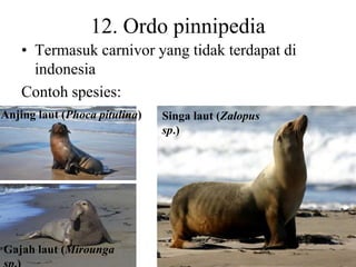 12. Ordo pinnipedia
• Termasuk carnivor yang tidak terdapat di
indonesia
Contoh spesies:
Singa laut (Zalopus
sp.)
Gajah laut (Mirounga
Anjing laut (Phoca pitulina)
 