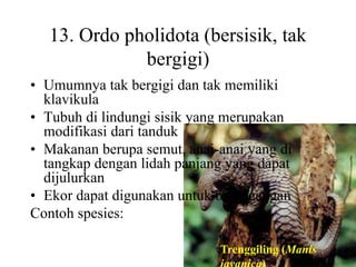 13. Ordo pholidota (bersisik, tak
bergigi)
• Umumnya tak bergigi dan tak memiliki
klavikula
• Tubuh di lindungi sisik yang merupakan
modifikasi dari tanduk
• Makanan berupa semut, anai-anai yang di
tangkap dengan lidah panjang yang dapat
dijulurkan
• Ekor dapat digunakan untuk berpegangan
Contoh spesies:
Trenggiling (Manis
 