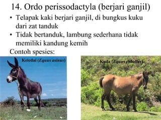 14. Ordo perissodactyla (berjari ganjil)
• Telapak kaki berjari ganjil, di bungkus kuku
dari zat tanduk
• Tidak bertanduk, lambung sederhana tidak
memiliki kandung kemih
Contoh spesies:
Kuda (Equus coballus)
Keledai (Equus asinus)
 