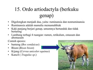 15. Ordo artiodactyla (berkuku
genap)
• Digolongkan menjadi dua, yaitu: ruminansia dan nonruminansia
• Ruminansia adalah mamalia memamahbiak
• Kaki panjang berjari genap, umumnya bertanduk dan tidak
bertaring
• Lambung terbagi 4 ruangan: rumen, retikulum, omasum dan
abomasum
Contoh spesies:
• banteng (Bos sondaicus)
• Bison (Bison bison)
• Kijang (Cervus unicolor equinus)
• Kancil ( Tragulus sp.)
 