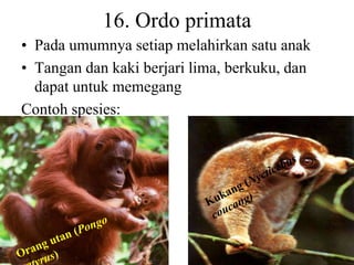 16. Ordo primata
• Pada umumnya setiap melahirkan satu anak
• Tangan dan kaki berjari lima, berkuku, dan
dapat untuk memegang
Contoh spesies:
 