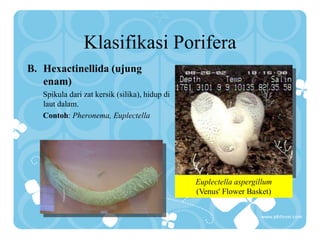Klasifikasi Porifera
B. Hexactinellida (ujung
enam)
Spikula dari zat kersik (silika), hidup di
laut dalam.
Contoh: Pheronema, Euplectella
Euplectella aspergillum
(Venus' Flower Basket)
 