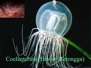 Coelenterata
Coelenterata (Hewan Berongga)
 