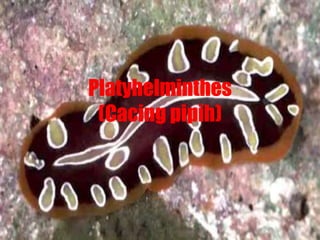 Platyhelminthes
(Cacing pipih)
 