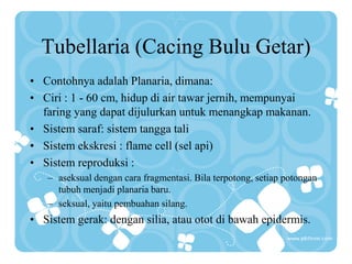 Tubellaria (Cacing Bulu Getar)
• Contohnya adalah Planaria, dimana:
• Ciri : 1 - 60 cm, hidup di air tawar jernih, mempunyai
faring yang dapat dijulurkan untuk menangkap makanan.
• Sistem saraf: sistem tangga tali
• Sistem ekskresi : flame cell (sel api)
• Sistem reproduksi :
– aseksual dengan cara fragmentasi. Bila terpotong, setiap potongan
tubuh menjadi planaria baru.
– seksual, yaitu pembuahan silang.
• Sistem gerak: dengan silia, atau otot di bawah epidermis.
 