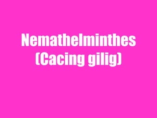 Nemathelminthes
(Cacing gilig)
 