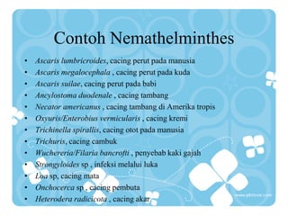 Contoh Nemathelminthes
• Ascaris lumbricroides, cacing perut pada manusia
• Ascaris megalocephala , cacing perut pada kuda
• Ascaris suilae, cacing perut pada babi
• Ancylostoma duodenale , cacing tambang
• Necator americanus , cacing tambang di Amerika tropis
• Oxyuris/Enterobius vermicularis , cacing kremi
• Trichinella spirallis, cacing otot pada manusia
• Trichuris, cacing cambuk
• Wuchereria/Filaria bancrofti , penyebab kaki gajah
• Strongyloides sp , infeksi melalui luka
• Loa sp, cacing mata
• Onchocerca sp , cacing pembuta
• Heterodera radicicota , cacing akar
 