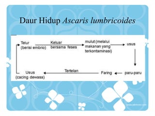 Daur Hidup Ascaris lumbricoides
 