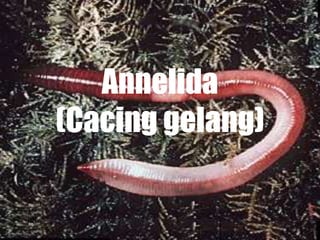 Annelida
(Cacing gelang)
 