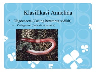 Klasifikasi Annelida
2. Oligochaeta (Cacing berambut sedikit)
– Cacing tanah (Lumbriscus terestris)
 
