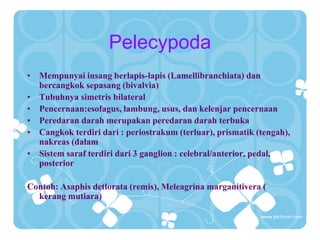 Pelecypoda
• Mempunyai insang berlapis-lapis (Lamellibranchiata) dan
bercangkok sepasang (bivalvia)
• Tubuhnya simetris bilateral
• Pencernaan:esofagus, lambung, usus, dan kelenjar pencernaan
• Peredaran darah merupakan peredaran darah terbuka
• Cangkok terdiri dari : periostrakum (terluar), prismatik (tengah),
nakreas (dalam
• Sistem saraf terdiri dari 3 ganglion : celebral/anterior, pedal,
posterior
Contoh: Asaphis detlorata (remis), Meleagrina marganitivera (
kerang mutiara)
 