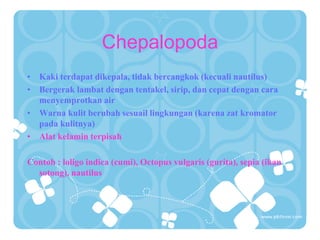 Chepalopoda
• Kaki terdapat dikepala, tidak bercangkok (kecuali nautilus)
• Bergerak lambat dengan tentakel, sirip, dan cepat dengan cara
menyemprotkan air
• Warna kulit berubah sesuail lingkungan (karena zat kromator
pada kulitnya)
• Alat kelamin terpisah
Contoh : loligo indica (cumi), Octopus vulgaris (gurita), sepia (ikan
sotong), nautilus
 