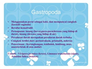 Gastropoda
• Menggunakan perut sebagai kaki, dan mempunyai cangkok
(kecuali vaginula)
• Bersifat hemafrodit
• Pernapasan: insang (larva),paru-paru(dewasa yang hidup di
darat), insang (dewasa yang hidup di air)
• Peredaran darah merupakan peredaran darah terbuka
• Cangkok terdiri dari: periostrakum, prismatik, nakreas
• Pencernaan : Kerongkongan, tembolok, lambung, usus,
anus(terletak di atas mulut)
Contoh : Vivipara javanica (kreco), Limnaea trunchatula (siput),
Achatina fulica (bekicot)
 