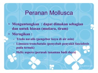Peranan Mollusca
• Menguntungkan : dapat dimakan sebagian
dan untuk hiasan (mutiara, tiram)
• Merugikan :
- Tredo navalis (pengebor kayu di air asin)
- Limnaea trunchatula (penyebab penyakit fasciolosis
pada ternak)
- Helix aspera (perusak tanaman budi daya)
 