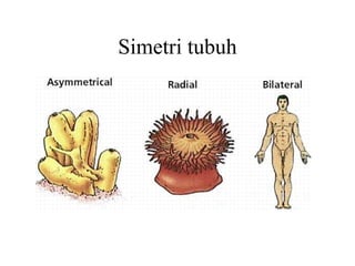 Simetri tubuh
 