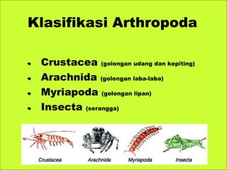 Crustacea (golongan udang dan kepiting)
Arachnida (golongan laba-laba)
Myriapoda (golongan lipan)
Insecta (serangga)
Klasifikasi Arthropoda
 