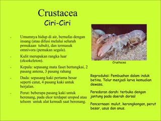 Ciri-Ciri
• Umumnya hidup di air, bernafas dengan
insang (atau difusi melalui seluruh
prmukaan tubuh), dan termasuk
omnivora (pemakan segala).
• Kulit merupakan rangka luar
(eksokeleton).
• Kepala: sepasang mata faset bertangkai, 2
pasang antena, 3 pasang rahang
• Dada: sepasang kaki pertama besar
seperti catut, 4 pasang kaki untuk
berjalan.
• Perut: beberapa pasang kaki untuk
berenang, pada ekor terdapat uropod atau
telsom untuk alat kemudi saat berenang.
Crustacea
Ciri-Ciri
Reproduksi: Pembuahan dalam induk
betina. Telur menjadi larva kemudian
dewasa.
Peredaran darah: terbuka dengan
jantung pada daerah dorsal
Pencernaan: mulut, kerongkongan, perut
besar, usus dan anus.
Crustacea
 