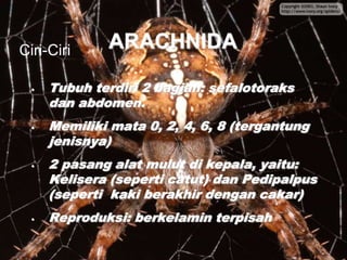 ARACHNIDA
• Tubuh terdiri 2 bagian: sefalotoraks
dan abdomen.
• Memiliki mata 0, 2, 4, 6, 8 (tergantung
jenisnya)
• 2 pasang alat mulut di kepala, yaitu:
Kelisera (seperti catut) dan Pedipalpus
(seperti kaki berakhir dengan cakar)
• Reproduksi: berkelamin terpisah
Ciri-Ciri
 
