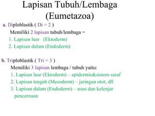 Lapisan Tubuh/Lembaga
(Eumetazoa)
a. Diploblastik ( Di = 2 )
Memiliki 2 lapisan tubuh/lembaga =
1. Lapisan luar (Ektoderm)
2. Lapisan dalam (Endoderm)
b. Triploblastik ( Tri = 3 )
Memiliki 3 lapisan lembaga / tubuh yaitu:
1. Lapisan luar (Ektoderm) – epidermis&sistem saraf
2. Lapisan tengah (Mesoderm) – jaringan otot, dll
3. Lapisan dalam (Endoderm) – usus dan kelenjar
pencernaan
 