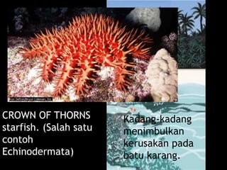 Kadang-kadang
menimbulkan
kerusakan pada
batu karang.
CROWN OF THORNS
starfish. (Salah satu
contoh
Echinodermata)
Bintang Duri
 
