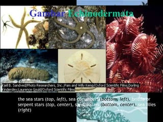 the sea stars (top, left), sea cucumbers (bottom, left), brittle or
serpent stars (top, center), sand dollars (bottom, center), sea lilies
(right)
Gambar Echinodermata
 